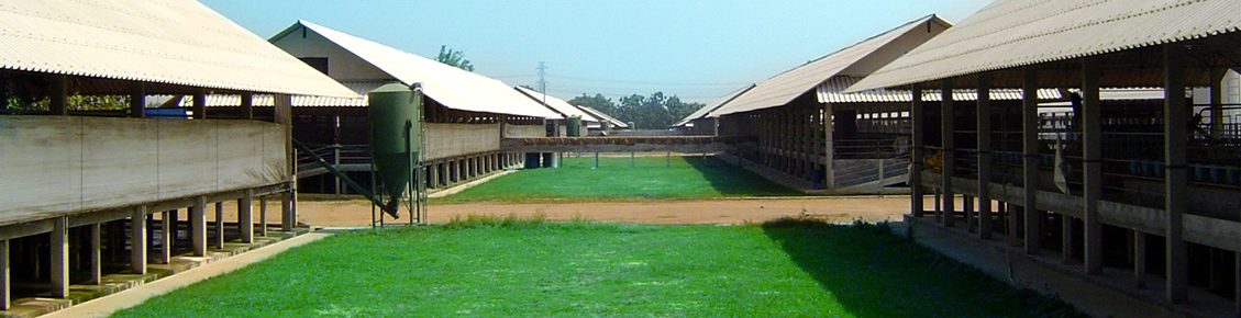 โรงเรือนสุกรและสนามหญ้า